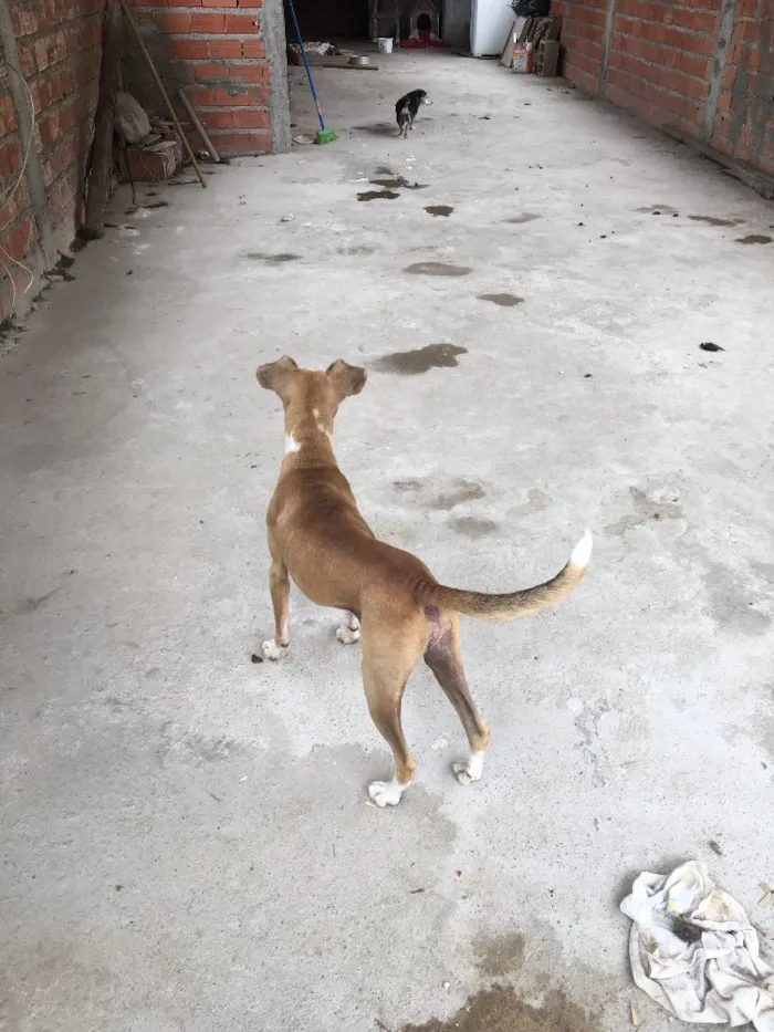 Cachorro ra a Sem raça  idade 5 anos nome Toto
