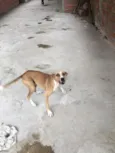 Toto