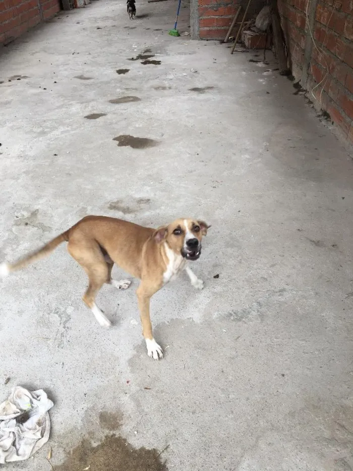 Cachorro ra a Sem raça  idade 5 anos nome Toto