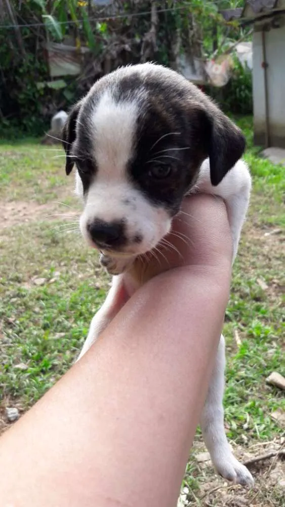 Cachorro ra a Srd idade 2 a 6 meses nome Filhotes Paula