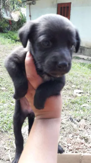Cachorro raça Srd idade 2 a 6 meses nome Filhotes Paula