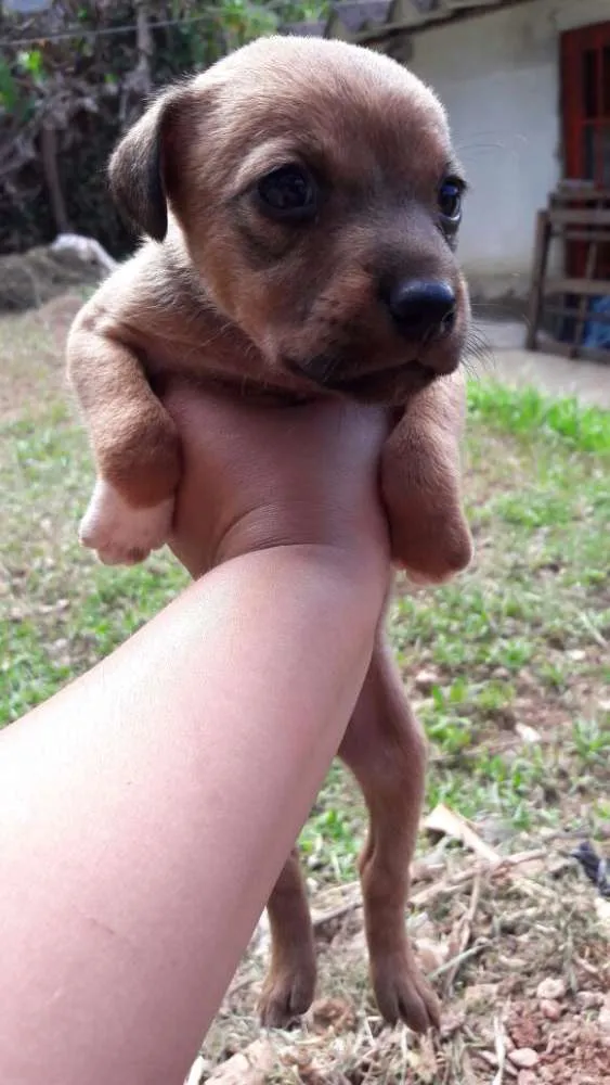 Cachorro ra a Srd idade 2 a 6 meses nome Filhotes Paula