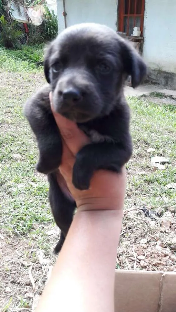 Cachorro ra a Srd idade 2 a 6 meses nome Filhotes Paula
