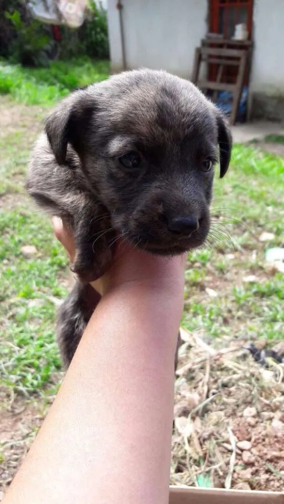 Cachorro ra a Srd idade 2 a 6 meses nome Filhotes Paula