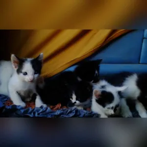 Gato raça viralatas idade 2 a 6 meses nome Eameralda,Perola,
