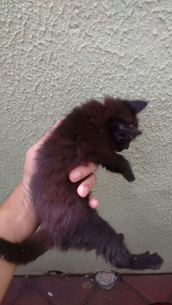 Gato ra a Não sei idade Abaixo de 2 meses nome Não sei :(