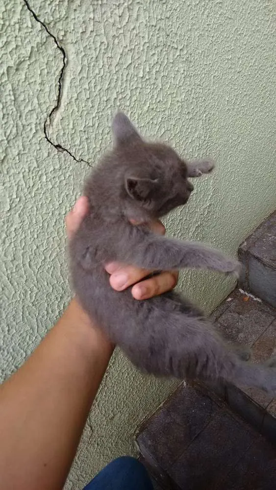 Gato ra a Não sei idade Abaixo de 2 meses nome Não sei :(