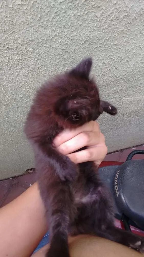 Gato ra a Não sei idade Abaixo de 2 meses nome Não sei :(