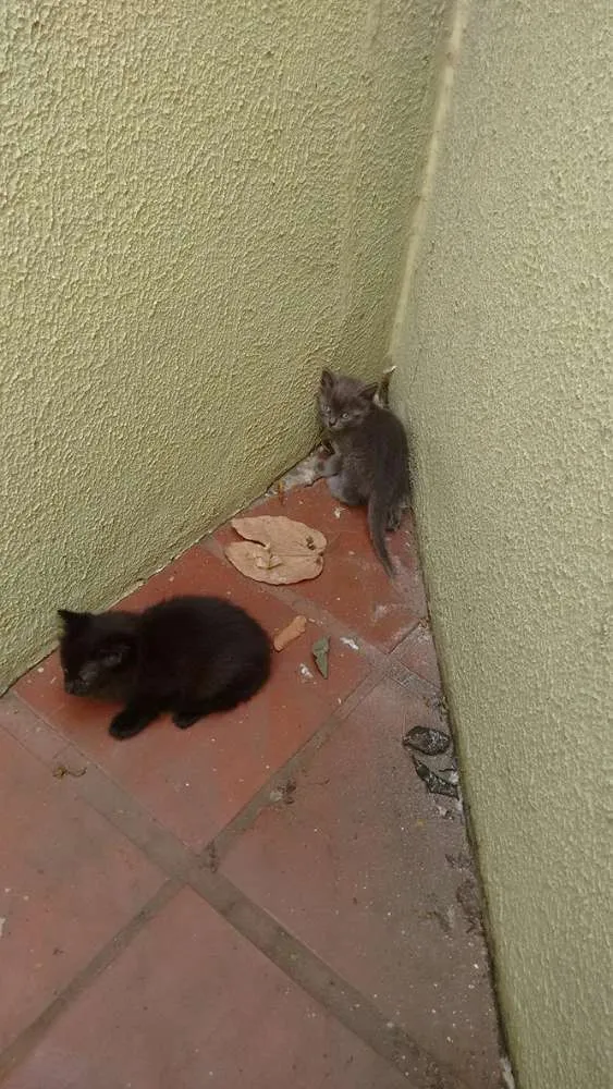 Gato ra a Não sei idade Abaixo de 2 meses nome Não sei :(