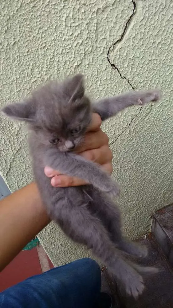 Gato ra a Não sei idade Abaixo de 2 meses nome Não sei :(