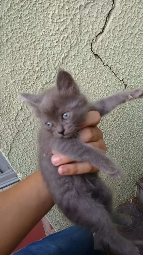 Gato ra a Não sei idade Abaixo de 2 meses nome Não sei :(