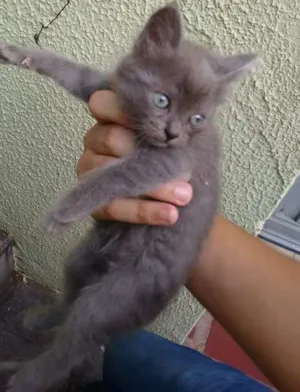 Gato raça Não sei idade Abaixo de 2 meses nome Não sei :(