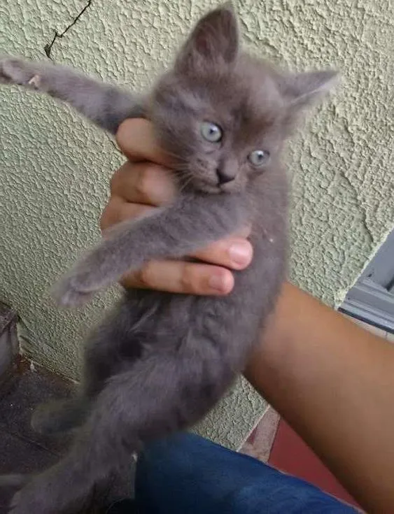 Gato ra a Não sei idade Abaixo de 2 meses nome Não sei :(
