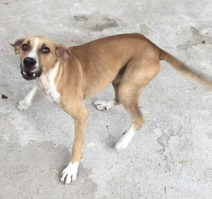 Cachorro ra a Sem raça  idade 5 anos nome Toto