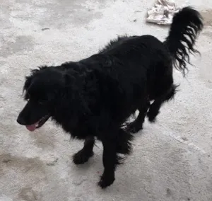 Cachorro raça Sem raça definida idade 4 anos nome Lara