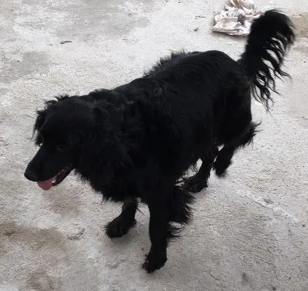 Cachorro ra a Sem raça definida idade 4 anos nome Lara
