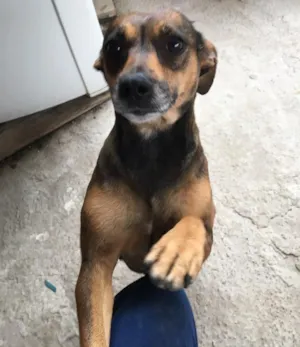 Cachorro raça Sem raça definida idade 4 anos nome Dalila