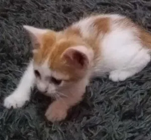 Gato raça  idade 2 a 6 meses nome Milu