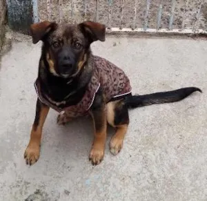 Cachorro raça SRD idade 7 a 11 meses nome Thor