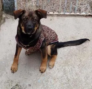 Cachorro ra a SRD idade 7 a 11 meses nome Thor