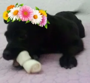 Cachorro raça SRD idade 2 a 6 meses nome NINA 
