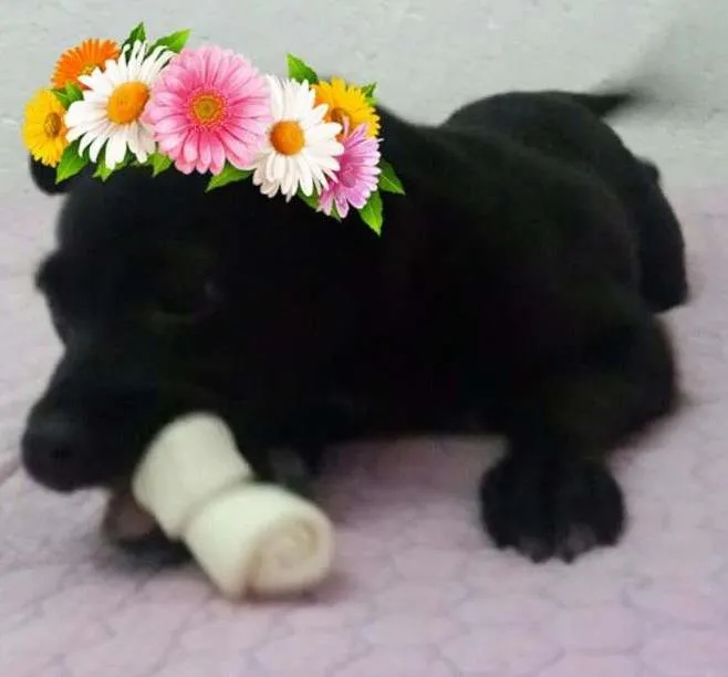 Cachorro ra a SRD idade 2 a 6 meses nome NINA 