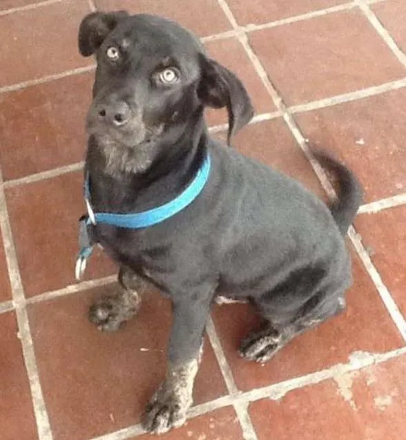 Cachorro ra a  idade  nome Faruk