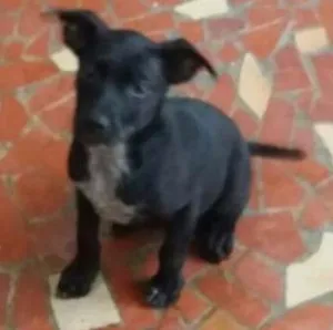 Cachorro raça SRD idade 2 a 6 meses nome THOR