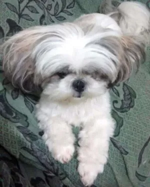 Cachorro raça Shi Tzu idade 1 ano nome Não sei