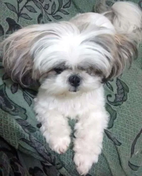 Cachorro ra a Shi Tzu idade 1 ano nome Não sei
