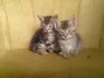 Raio, Luna e Jamaica