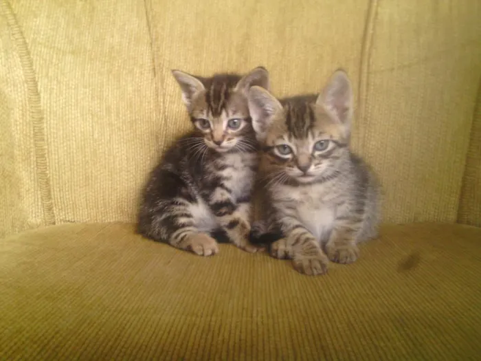 Gato ra a sem raça definida idade Abaixo de 2 meses nome Raio, Luna e Jamaica