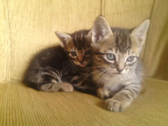 Gato ra a sem raça definida idade Abaixo de 2 meses nome Raio, Luna e Jamaica