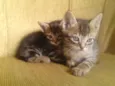 Raio, Luna e Jamaica