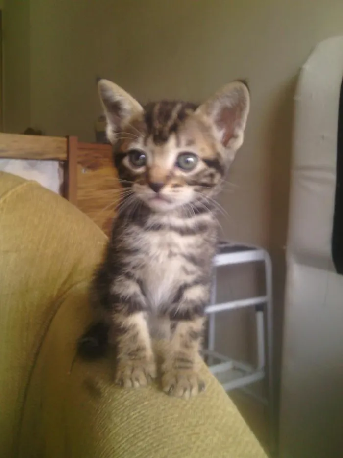 Gato ra a sem raça definida idade Abaixo de 2 meses nome Raio, Luna e Jamaica