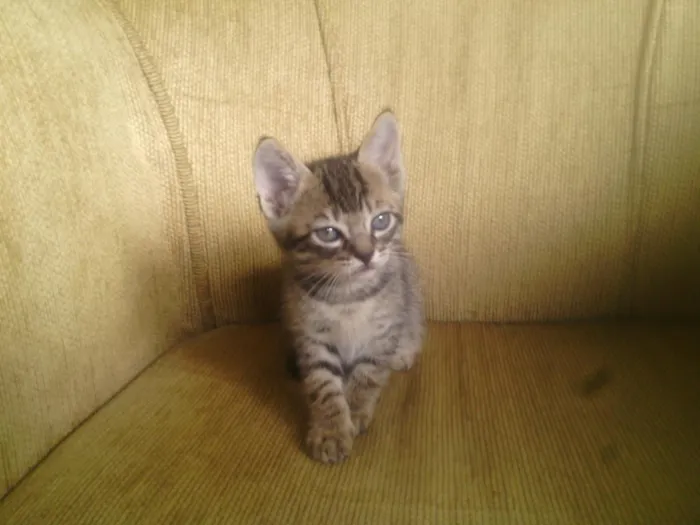 Gato ra a sem raça definida idade Abaixo de 2 meses nome Raio, Luna e Jamaica
