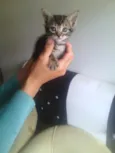 Raio, Luna e Jamaica