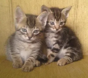 Gato raça sem raça definida idade Abaixo de 2 meses nome Raio, Luna e Jamaica