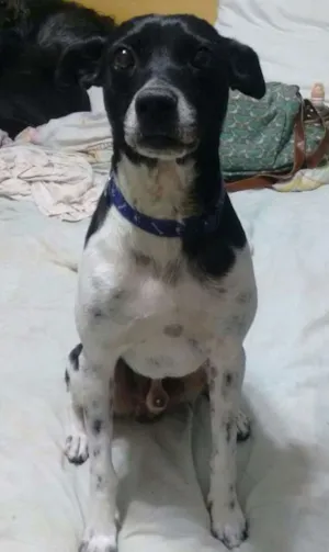 Cachorro raça SRD idade 1 ano nome Max