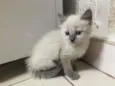 Sam