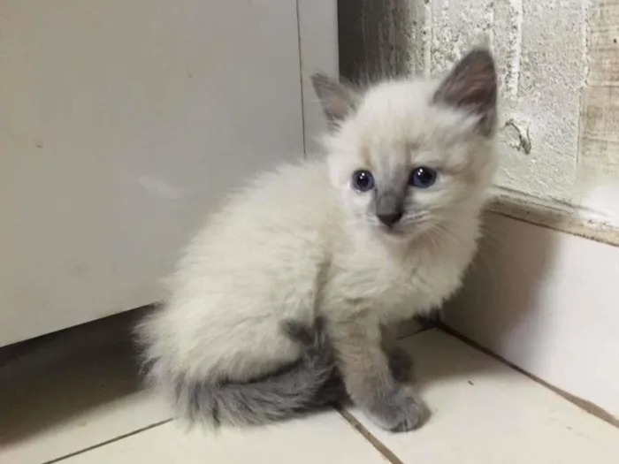 Gato raça SRD idade Abaixo de 2 meses nome Sam