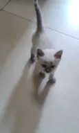 Sam