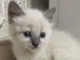 Sam