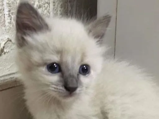 Gato raça SRD idade Abaixo de 2 meses nome Sam