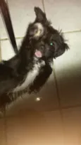 BELINHA