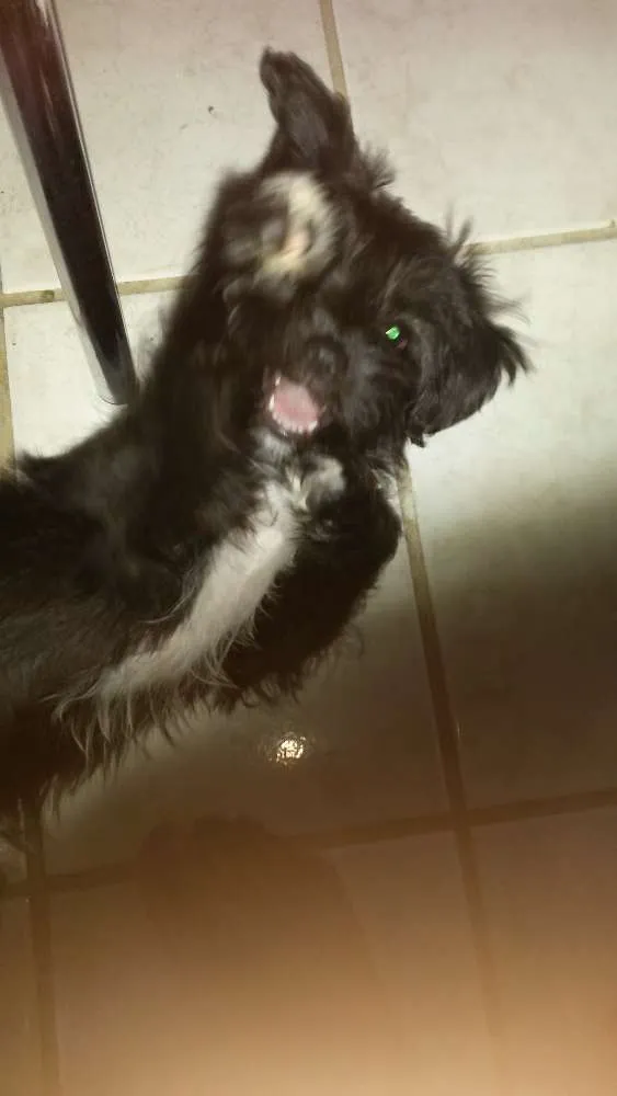 Cachorro raça MESTIÇA  idade 2 a 6 meses nome BELINHA