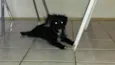 BELINHA