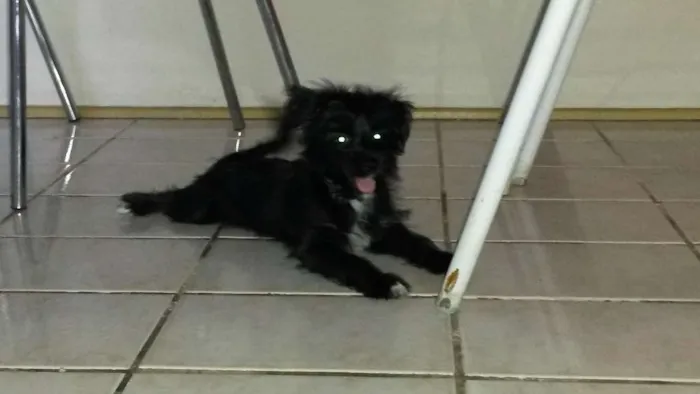 Cachorro raça MESTIÇA  idade 2 a 6 meses nome BELINHA