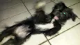 BELINHA