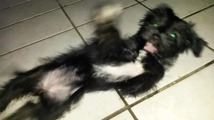 Cachorro raça MESTIÇA  idade 2 a 6 meses nome BELINHA
